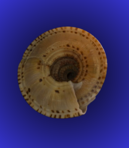 Natural Round Pattern Shankha (Conch Shell) – Traditional Spiral Base
