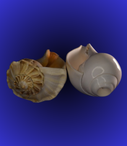 Natural Mixed Pair Shankha (Conch Shell) – Decorative Display Set