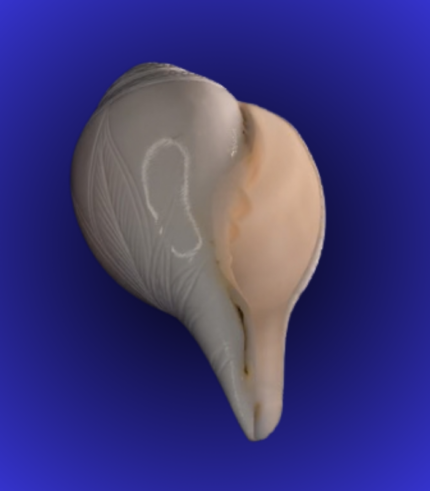 Natural White & Peach Shankha (Conch Shell) – Smooth Finish Puja Shell