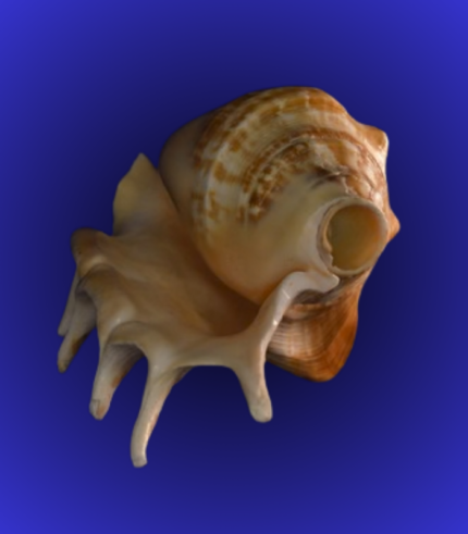 Natural Brown Spiked Shankha (Conch Shell) – Temple Decor Rare Shell