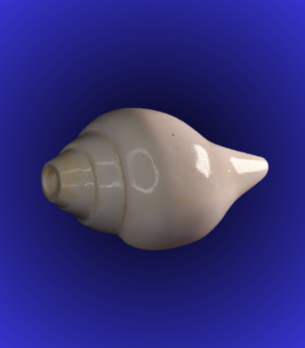 Natural White Smooth Shankha (Conch Shell) – Classic Puja Use