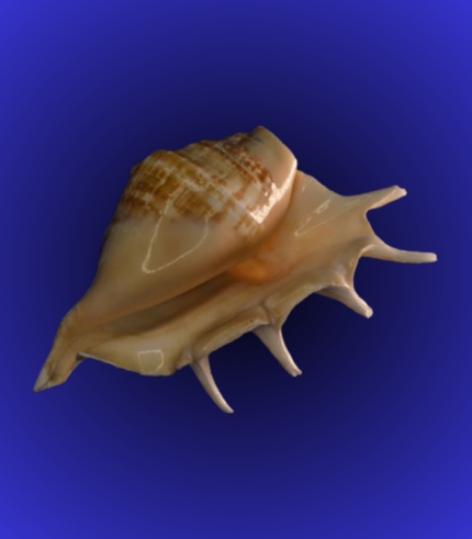 Natural Brown Spiked Shankha (Conch Shell) – Decorative Collector Shell